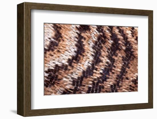 Japanese owl moth close up of scales on wing-Alex Hyde-Framed Photographic Print