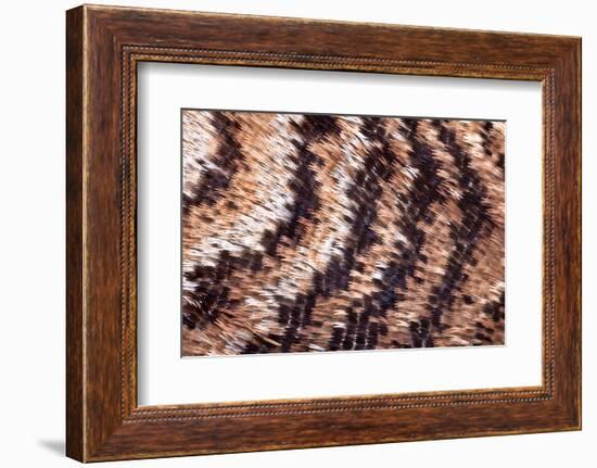 Japanese owl moth close up of scales on wing-Alex Hyde-Framed Photographic Print