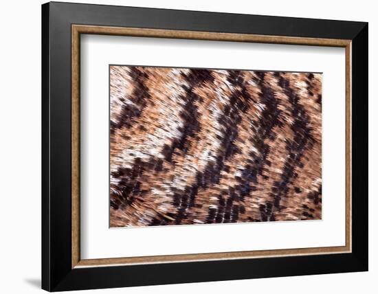 Japanese owl moth close up of scales on wing-Alex Hyde-Framed Photographic Print