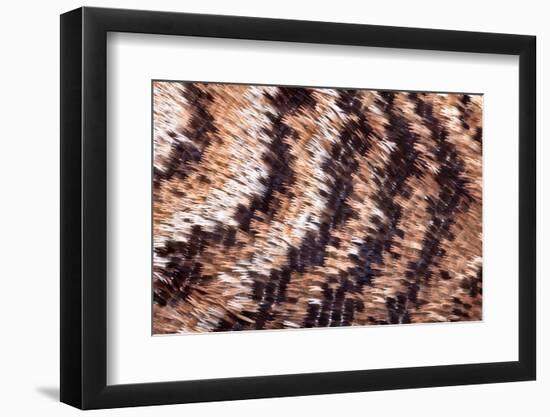 Japanese owl moth close up of scales on wing-Alex Hyde-Framed Photographic Print