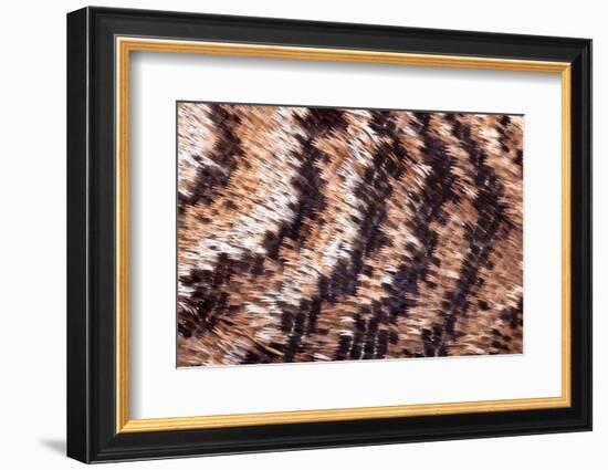 Japanese owl moth close up of scales on wing-Alex Hyde-Framed Photographic Print