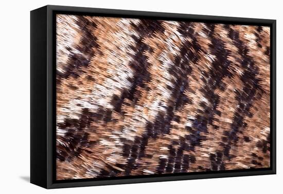 Japanese owl moth close up of scales on wing-Alex Hyde-Framed Premier Image Canvas
