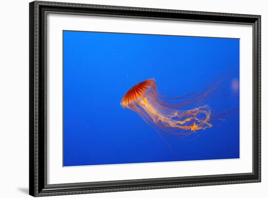 Japanese, Pacific Sea Nettle, Jellyfish-null-Framed Photographic Print