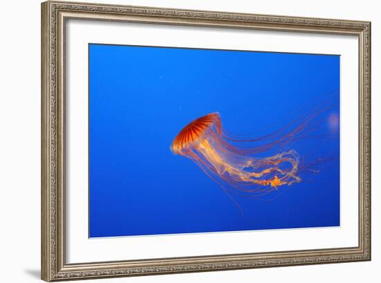 Japanese, Pacific Sea Nettle, Jellyfish-null-Framed Photographic Print