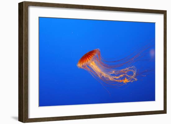 Japanese, Pacific Sea Nettle, Jellyfish-null-Framed Photographic Print