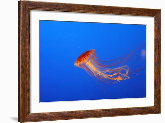 Japanese, Pacific Sea Nettle, Jellyfish-null-Framed Photographic Print