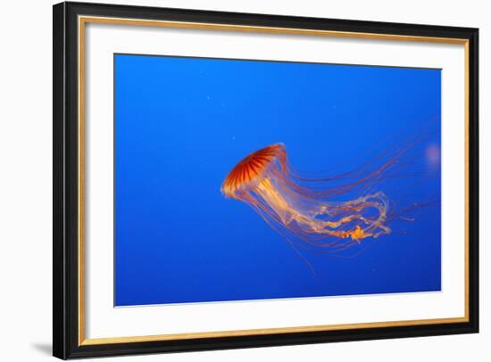 Japanese, Pacific Sea Nettle, Jellyfish-null-Framed Photographic Print
