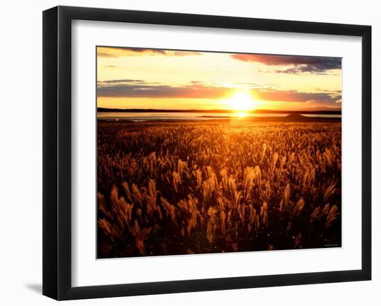 Japanese Pampas Grass-null-Framed Photographic Print