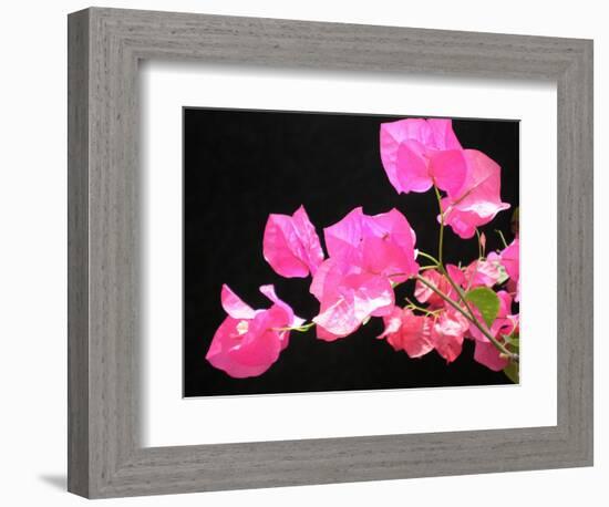 Japanese Paper Flower-Herb Dickinson-Framed Photographic Print