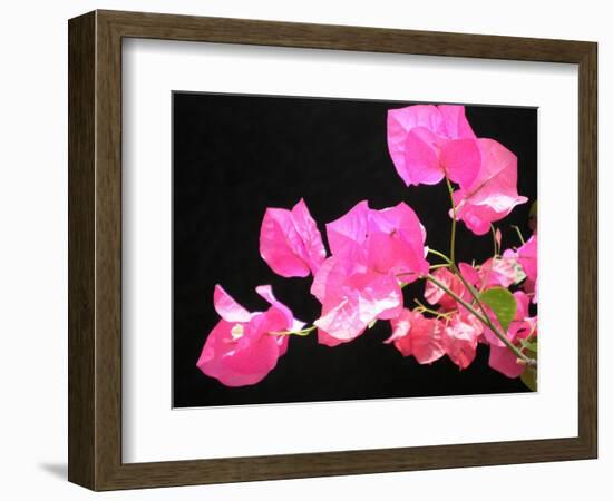 Japanese Paper Flower-Herb Dickinson-Framed Photographic Print