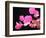 Japanese Paper Flower-Herb Dickinson-Framed Photographic Print