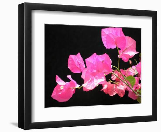 Japanese Paper Flower-Herb Dickinson-Framed Photographic Print