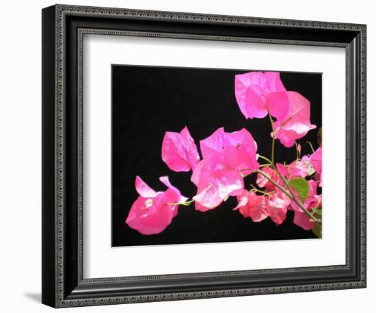 Japanese Paper Flower-Herb Dickinson-Framed Photographic Print