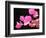 Japanese Paper Flower-Herb Dickinson-Framed Photographic Print