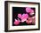 Japanese Paper Flower-Herb Dickinson-Framed Photographic Print