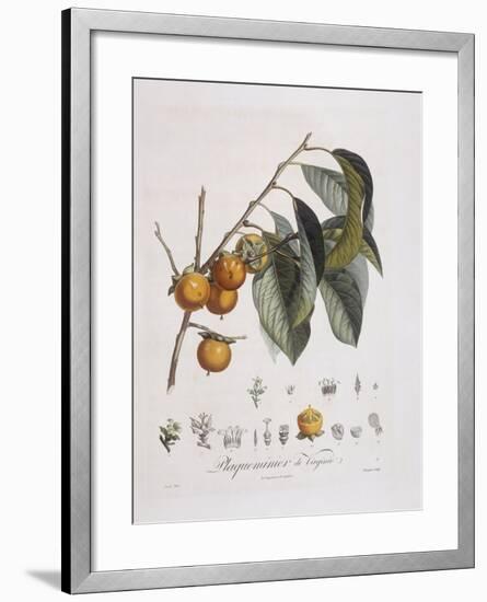 Japanese Persimmon or Kaki (Diospyros Kaki)-null-Framed Giclee Print