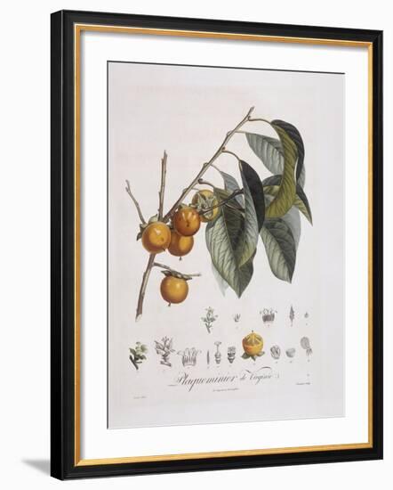 Japanese Persimmon or Kaki (Diospyros Kaki)-null-Framed Giclee Print