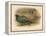 Japanese Pheasant (Phasaianus versicolor), Ring-Necked Pheasant (Phasaianus torquatus), 1900-Charles Whymper-Framed Premier Image Canvas