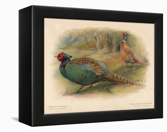 Japanese Pheasant (Phasaianus versicolor), Ring-Necked Pheasant (Phasaianus torquatus), 1900-Charles Whymper-Framed Premier Image Canvas