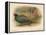Japanese Pheasant (Phasaianus versicolor), Ring-Necked Pheasant (Phasaianus torquatus), 1900-Charles Whymper-Framed Premier Image Canvas