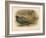 Japanese Pheasant (Phasaianus versicolor), Ring-Necked Pheasant (Phasaianus torquatus), 1900-Charles Whymper-Framed Giclee Print