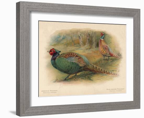 Japanese Pheasant (Phasaianus versicolor), Ring-Necked Pheasant (Phasaianus torquatus), 1900-Charles Whymper-Framed Giclee Print