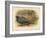 Japanese Pheasant (Phasaianus versicolor), Ring-Necked Pheasant (Phasaianus torquatus), 1900-Charles Whymper-Framed Giclee Print