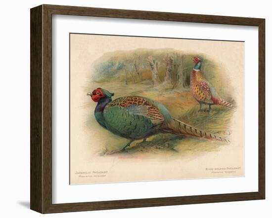 Japanese Pheasant (Phasaianus versicolor), Ring-Necked Pheasant (Phasaianus torquatus), 1900-Charles Whymper-Framed Giclee Print