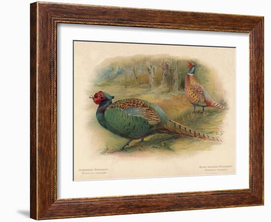 Japanese Pheasant (Phasaianus versicolor), Ring-Necked Pheasant (Phasaianus torquatus), 1900-Charles Whymper-Framed Giclee Print