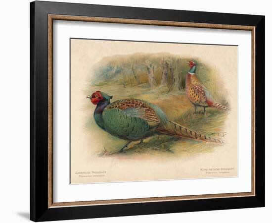 Japanese Pheasant (Phasaianus versicolor), Ring-Necked Pheasant (Phasaianus torquatus), 1900-Charles Whymper-Framed Giclee Print