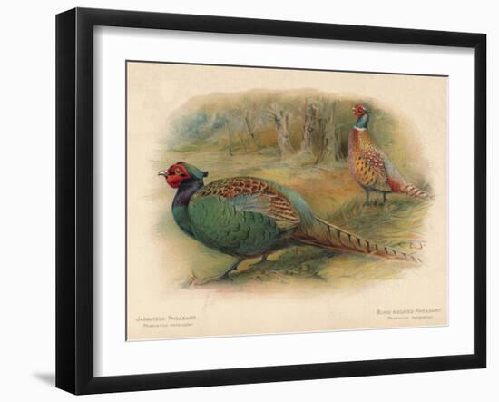 Japanese Pheasant (Phasaianus versicolor), Ring-Necked Pheasant (Phasaianus torquatus), 1900-Charles Whymper-Framed Giclee Print