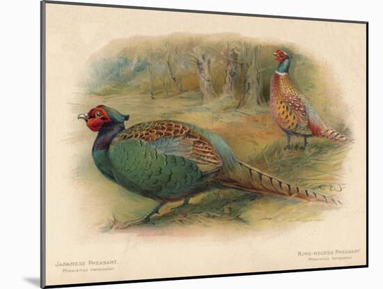 Japanese Pheasant (Phasaianus versicolor), Ring-Necked Pheasant (Phasaianus torquatus), 1900-Charles Whymper-Mounted Giclee Print