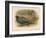 Japanese Pheasant (Phasaianus versicolor), Ring-Necked Pheasant (Phasaianus torquatus), 1900-Charles Whymper-Framed Giclee Print