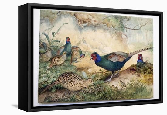 Japanese Pheasants, 1865-Joseph Wolf-Framed Premier Image Canvas