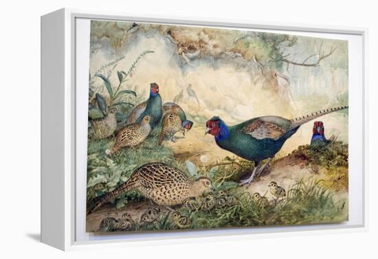 Japanese Pheasants, 1865-Joseph Wolf-Framed Premier Image Canvas