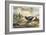 Japanese Pheasants, 1865-Joseph Wolf-Framed Giclee Print