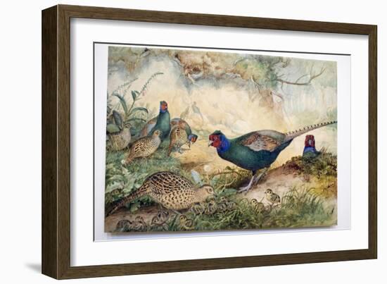 Japanese Pheasants, 1865-Joseph Wolf-Framed Giclee Print