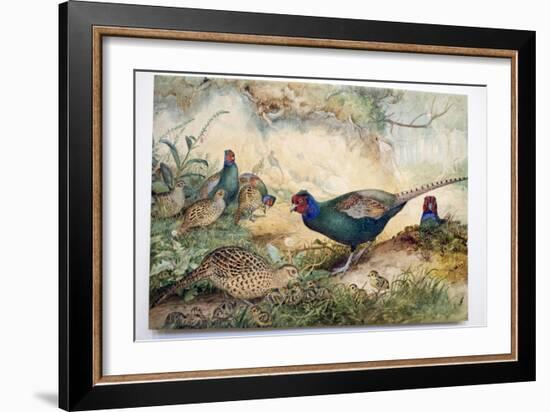 Japanese Pheasants, 1865-Joseph Wolf-Framed Giclee Print