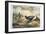 Japanese Pheasants, 1865-Joseph Wolf-Framed Giclee Print