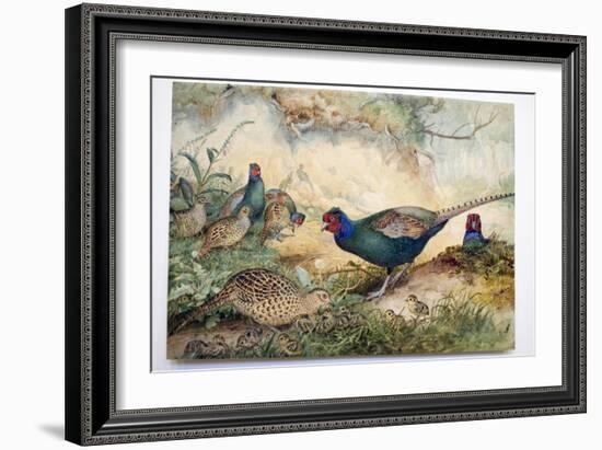 Japanese Pheasants, 1865-Joseph Wolf-Framed Giclee Print