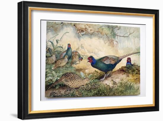 Japanese Pheasants, 1865-Joseph Wolf-Framed Giclee Print