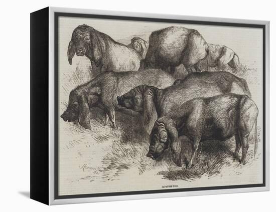 Japanese Pigs-Harrison William Weir-Framed Premier Image Canvas