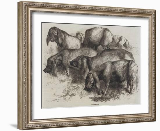 Japanese Pigs-Harrison William Weir-Framed Giclee Print