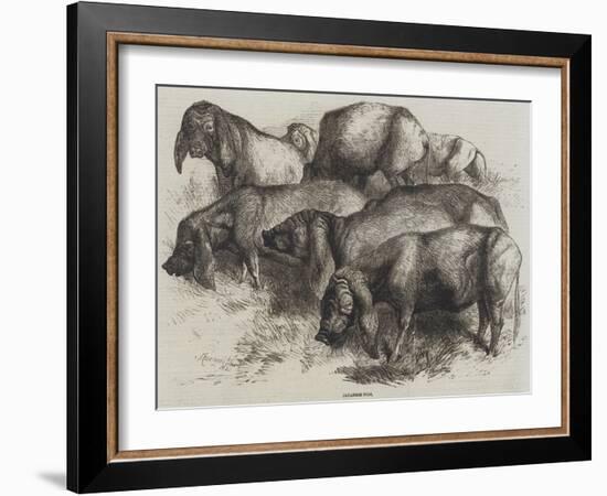 Japanese Pigs-Harrison William Weir-Framed Giclee Print