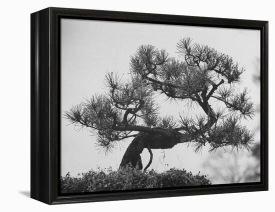 Japanese Pine Trees, Dwarfed and Shaped in Japanese Fashion, at Brooklyn Botanic Garden-Gordon Parks-Framed Premier Image Canvas