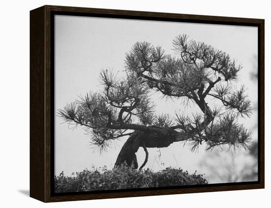 Japanese Pine Trees, Dwarfed and Shaped in Japanese Fashion, at Brooklyn Botanic Garden-Gordon Parks-Framed Premier Image Canvas