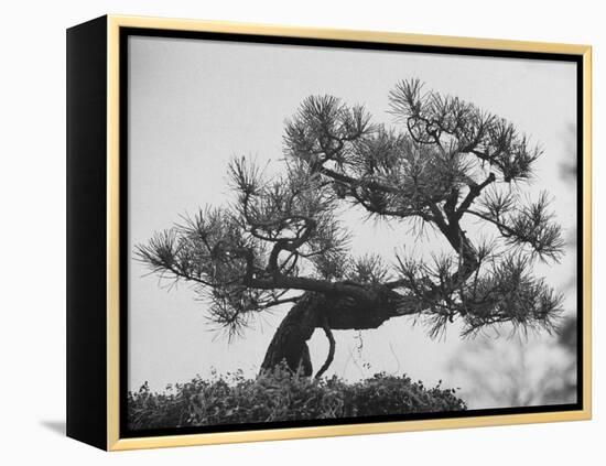 Japanese Pine Trees, Dwarfed and Shaped in Japanese Fashion, at Brooklyn Botanic Garden-Gordon Parks-Framed Premier Image Canvas