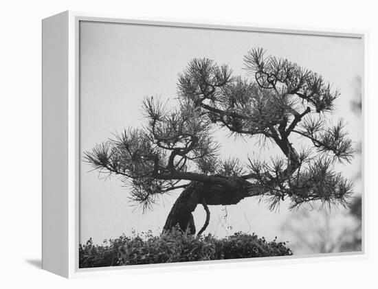 Japanese Pine Trees, Dwarfed and Shaped in Japanese Fashion, at Brooklyn Botanic Garden-Gordon Parks-Framed Premier Image Canvas