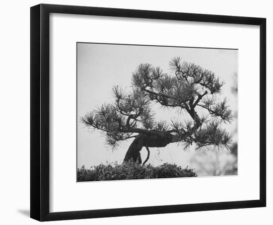 Japanese Pine Trees, Dwarfed and Shaped in Japanese Fashion, at Brooklyn Botanic Garden-Gordon Parks-Framed Premium Photographic Print