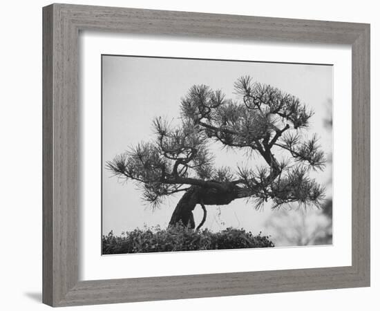 Japanese Pine Trees, Dwarfed and Shaped in Japanese Fashion, at Brooklyn Botanic Garden-Gordon Parks-Framed Photographic Print